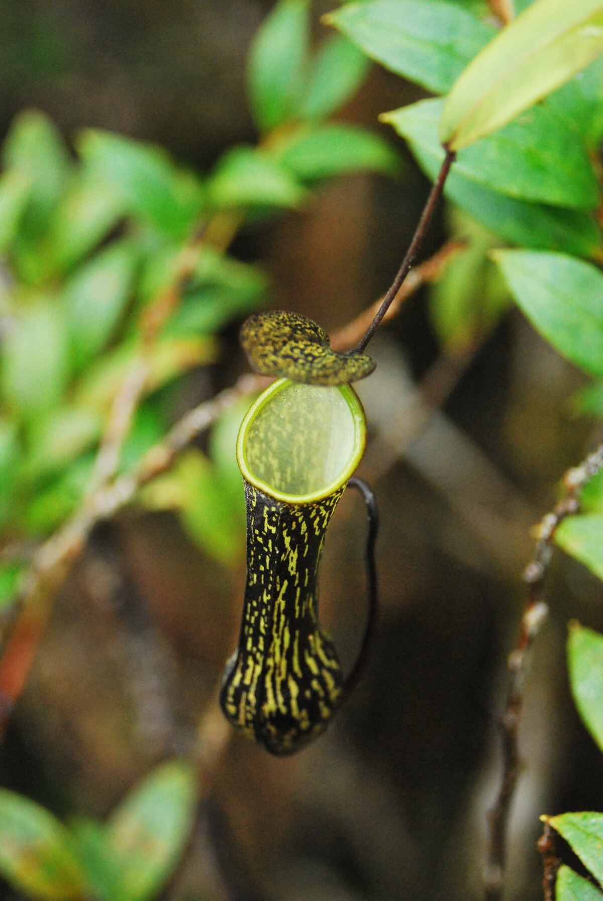 Nepenthes mikei