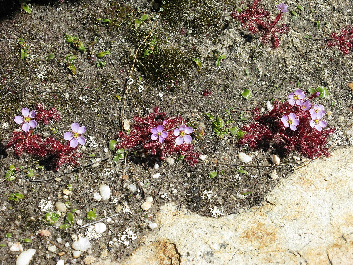 Drosera acaulis