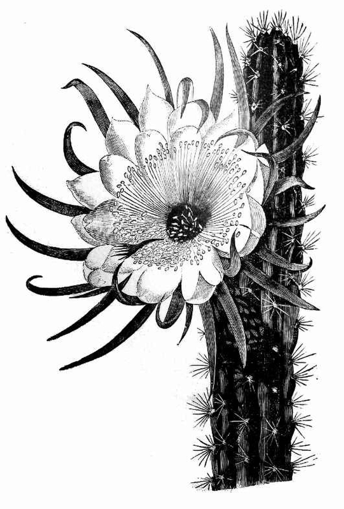 Cereus repandus