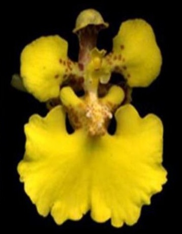 Ludisia discolour