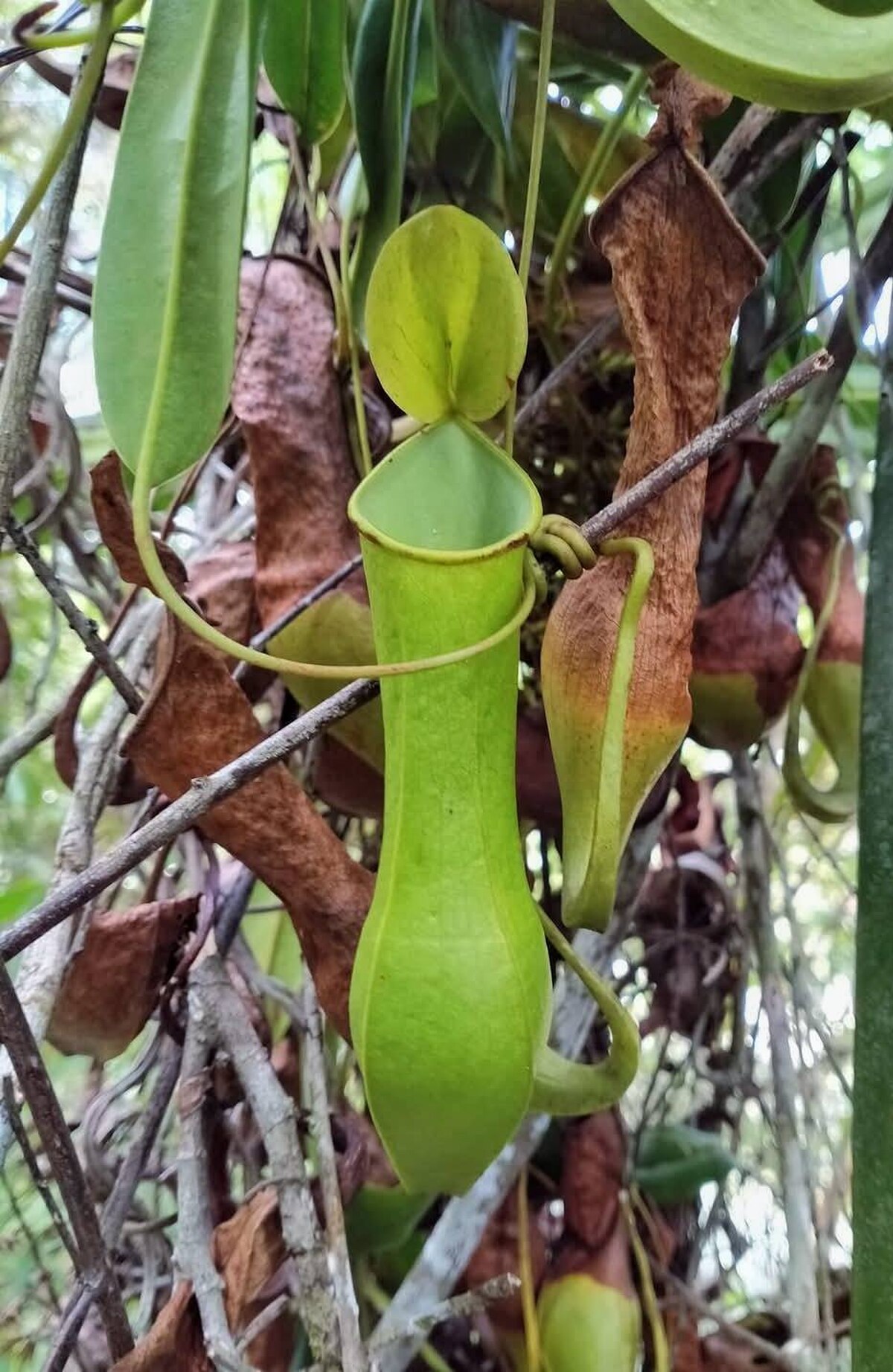 Nepenthes higaonon