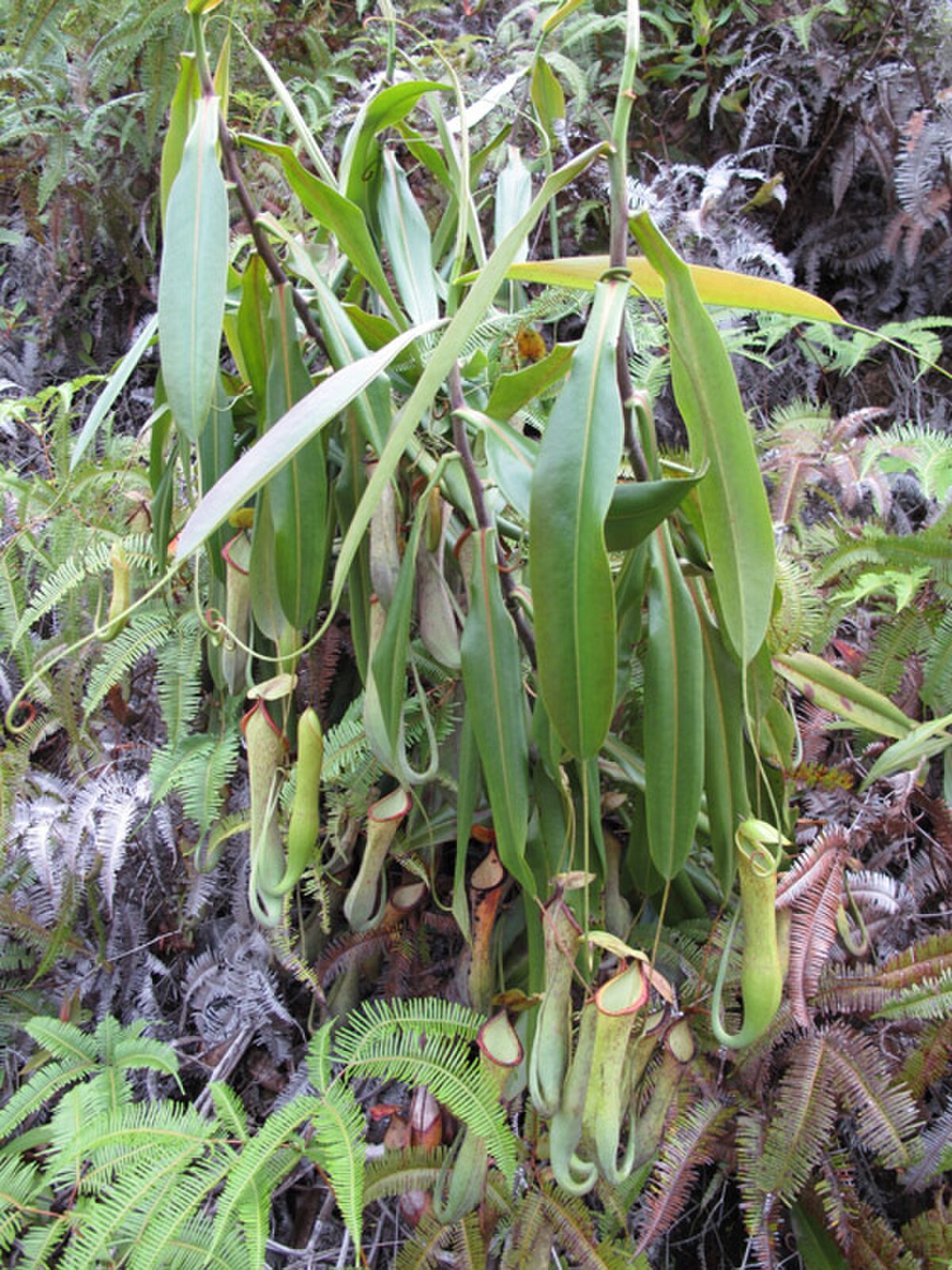Nepenthes macrovulgaris