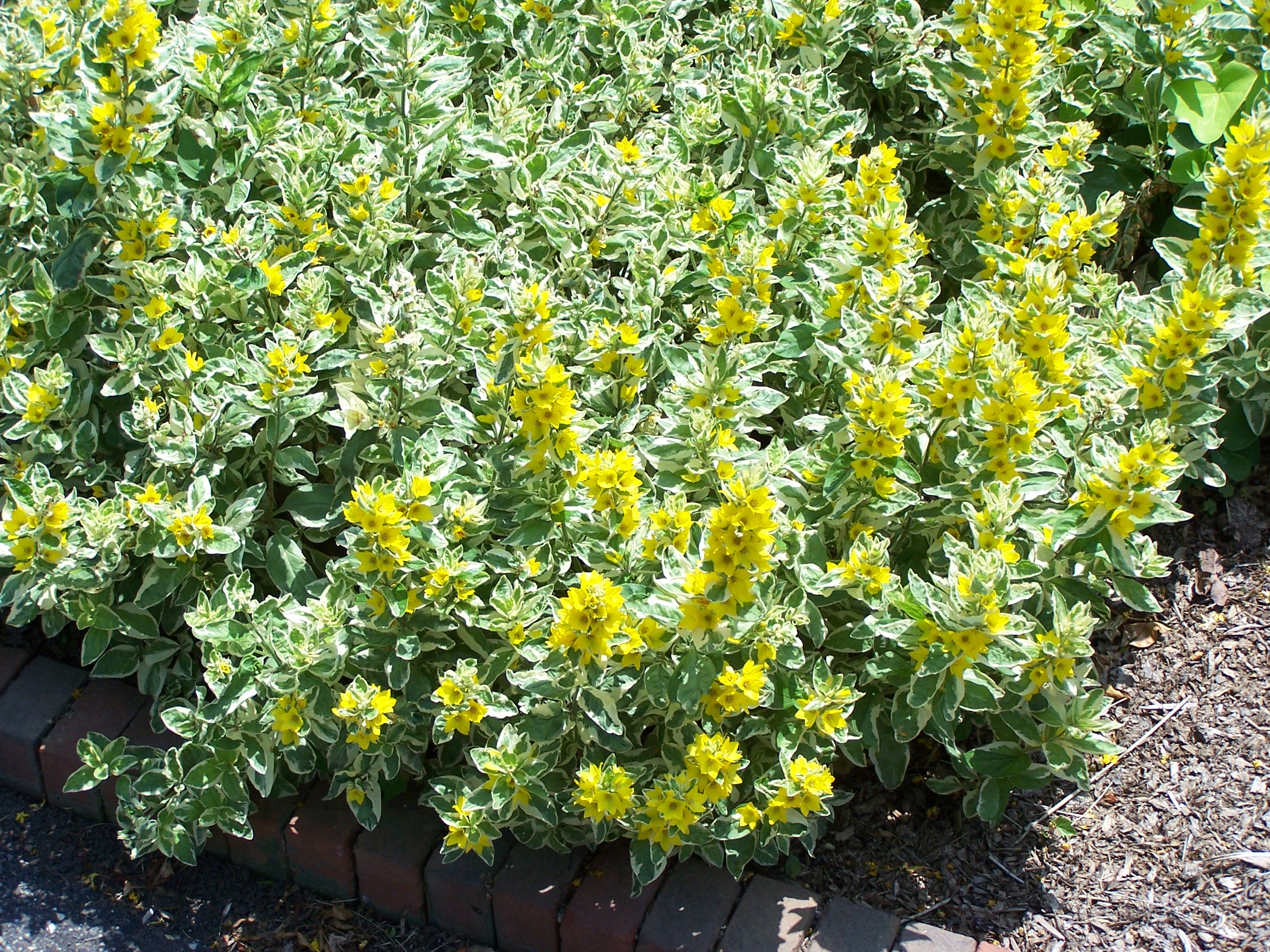 Lysimachia