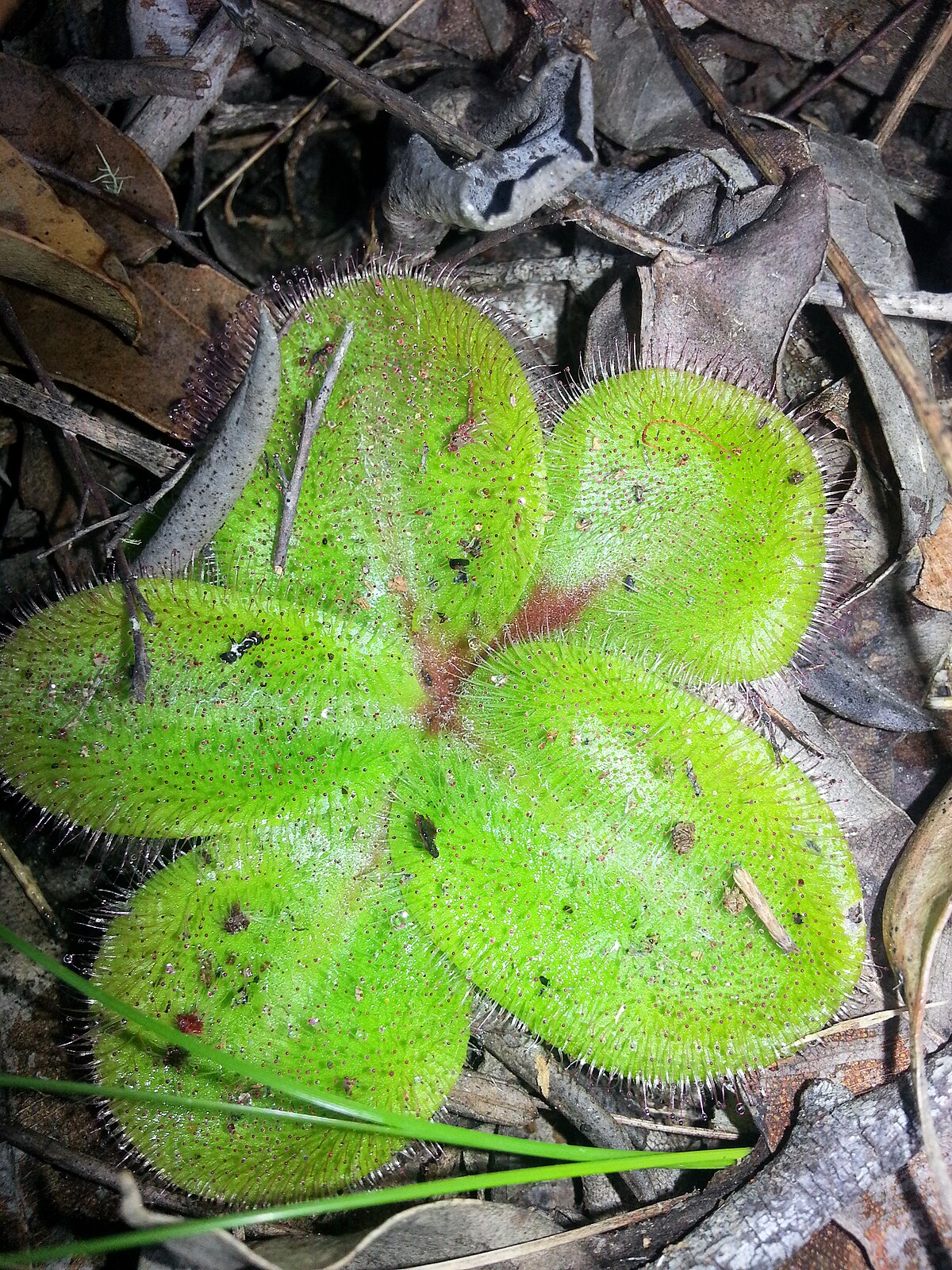 Drosera macrophylla