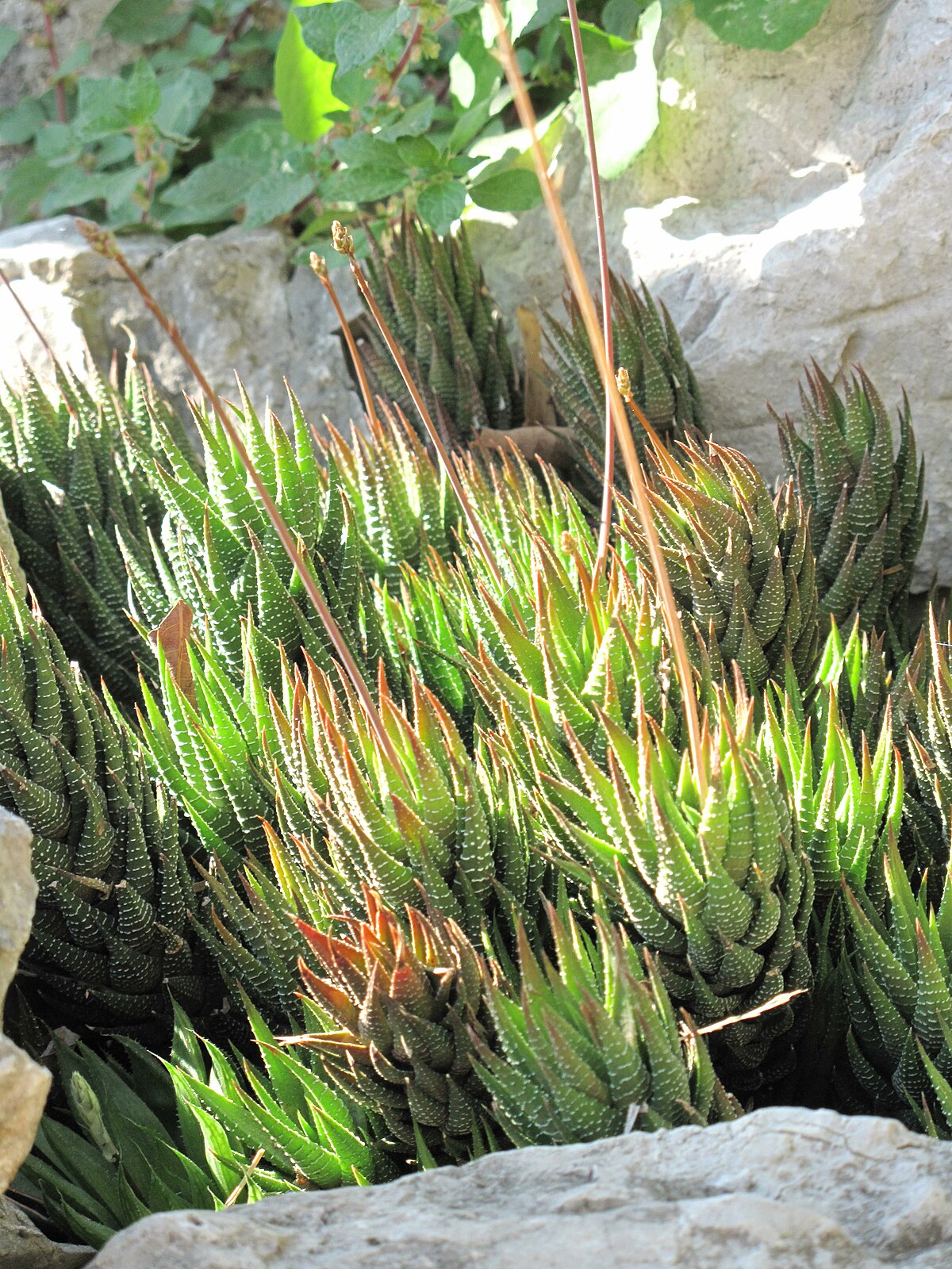 Haworthia fasciata