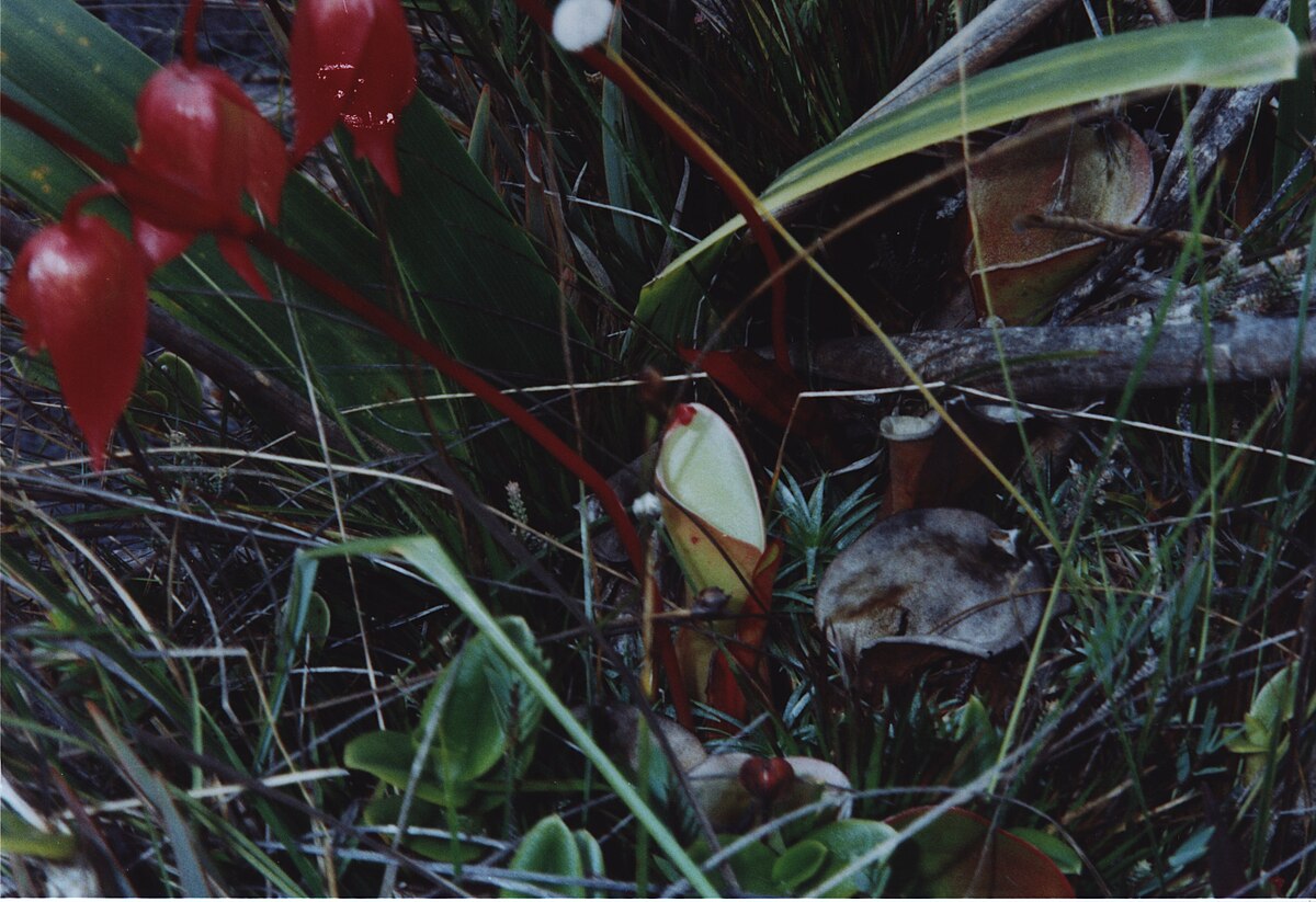 Heliamphora nutans