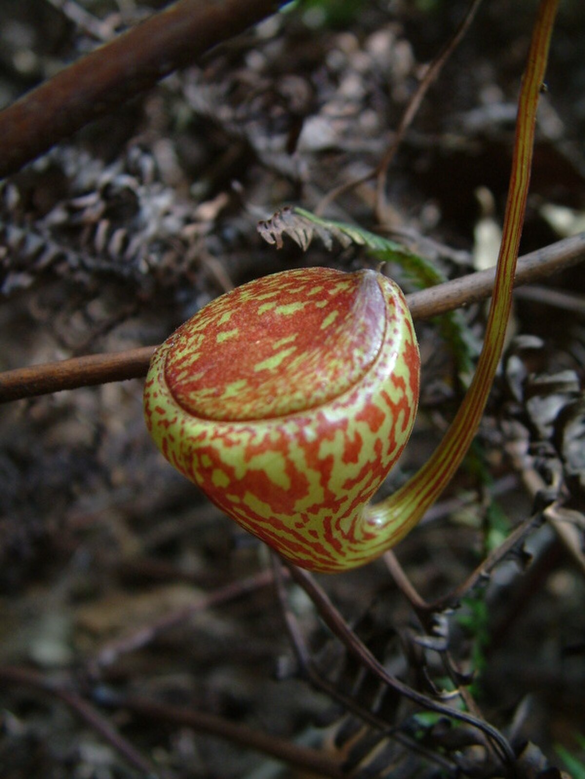 Nepenthes pitopangii