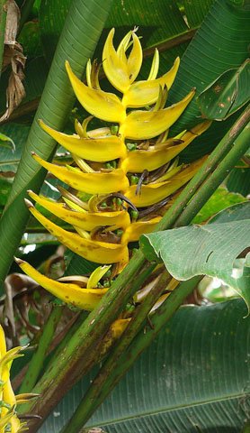 Heliconia