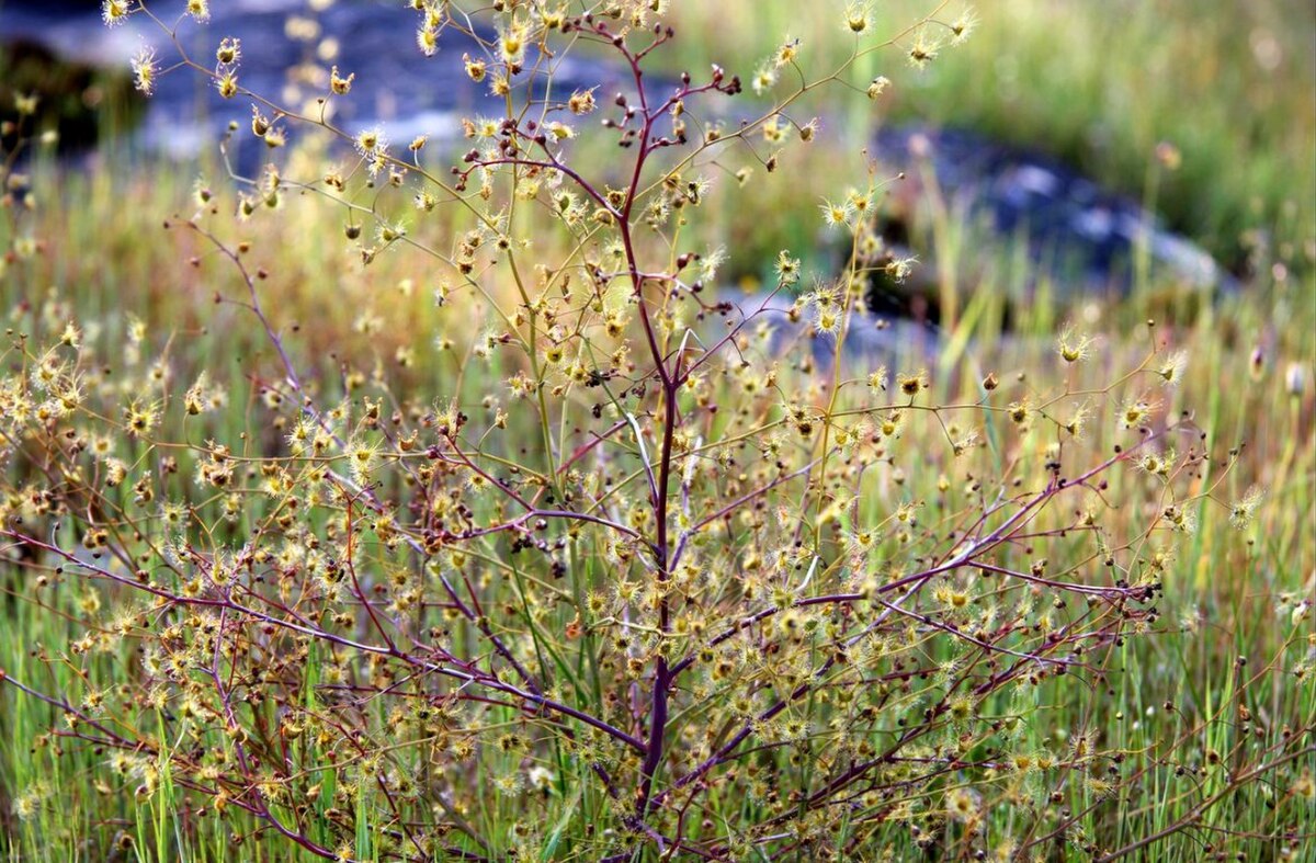 Drosera gigantea