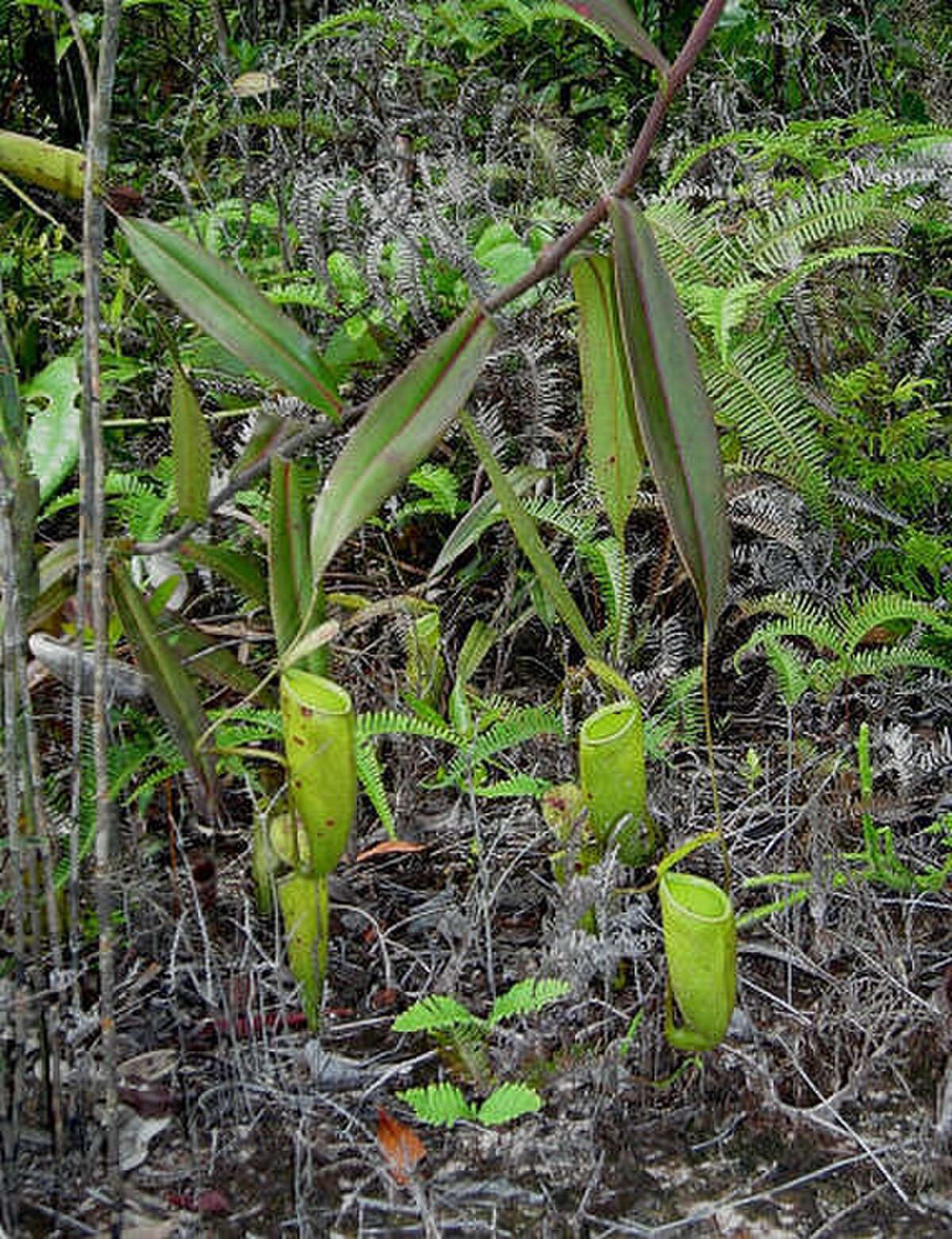 Nepenthes trichocarpa