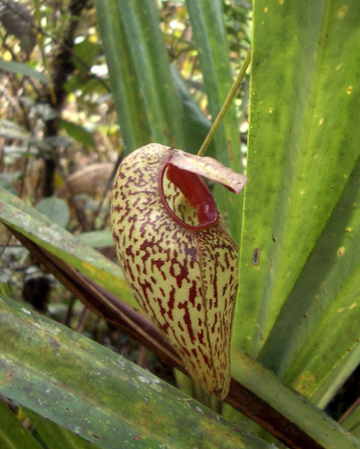 Nepenthes infauna