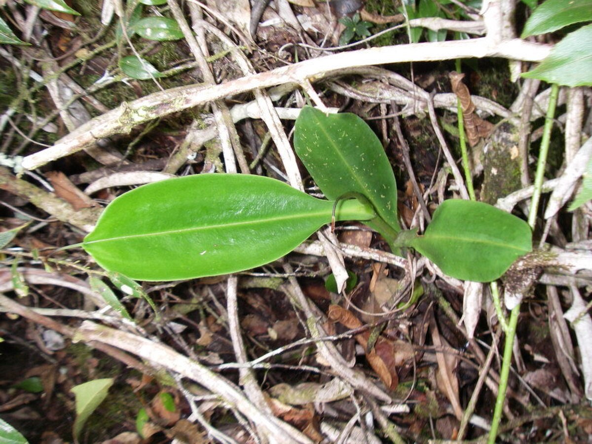 A young rosette plant, showing the shape of the laminae