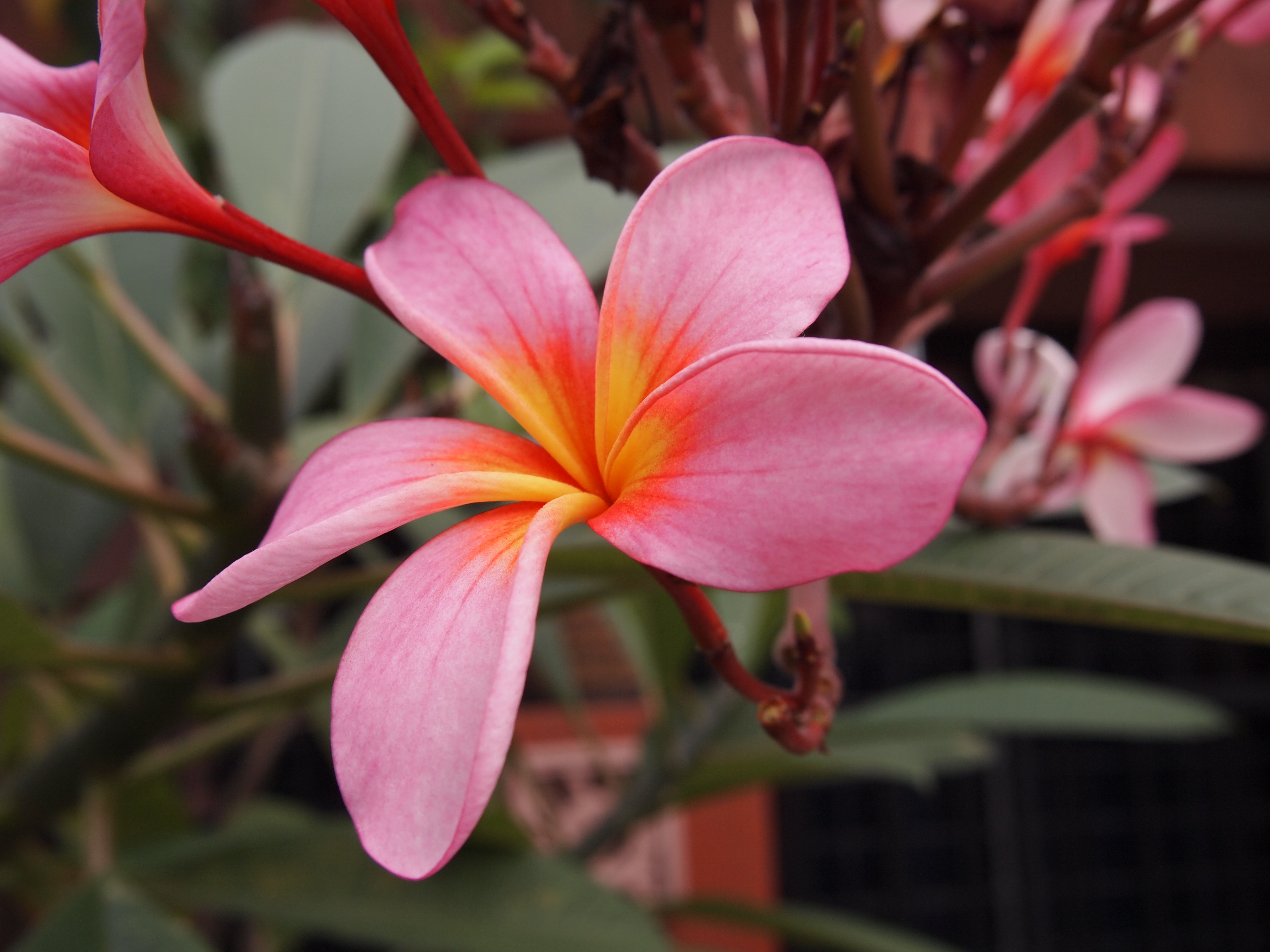 Plumeria (Frangipani)
