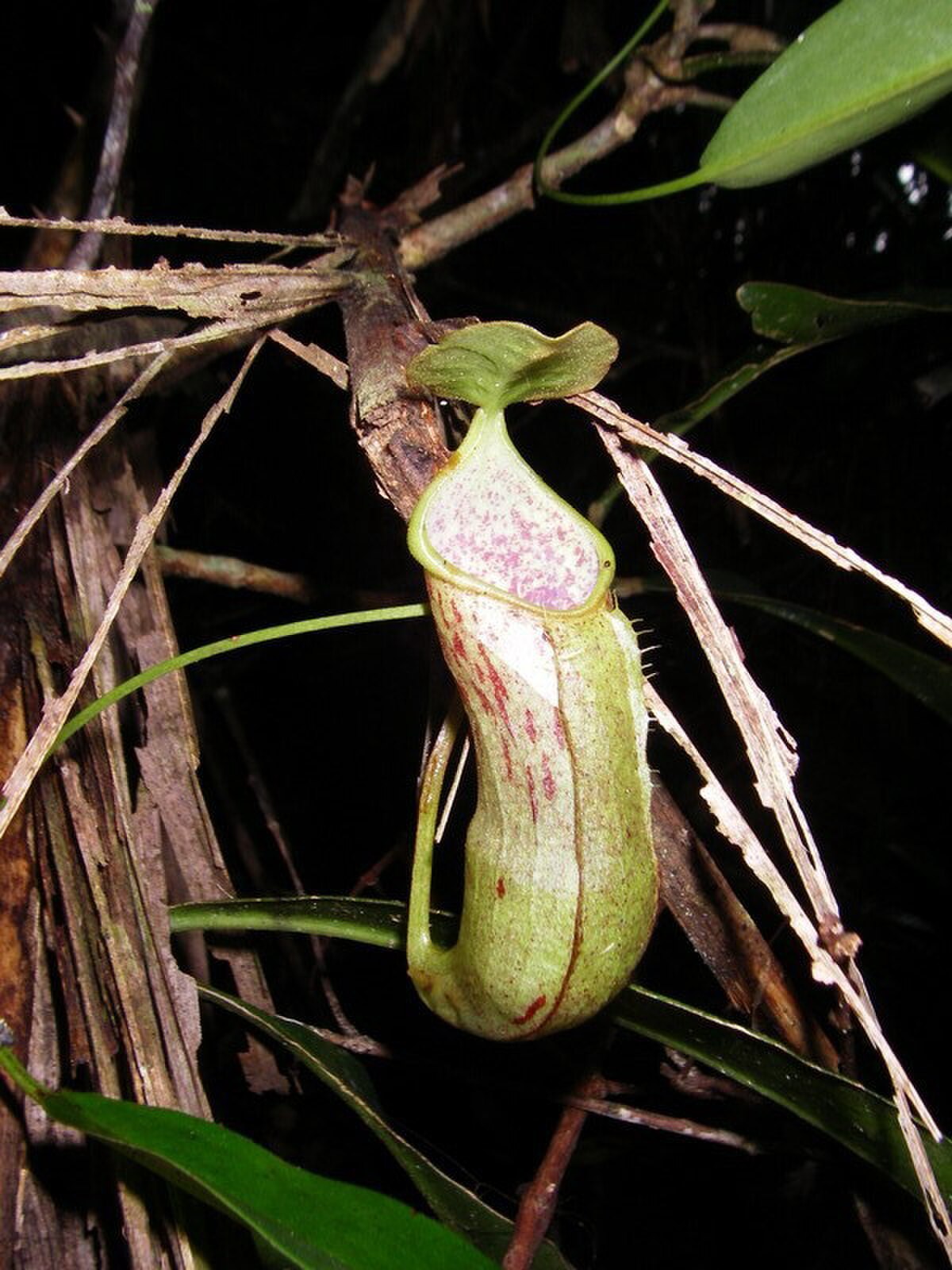 Nepenthes rhombicaulis