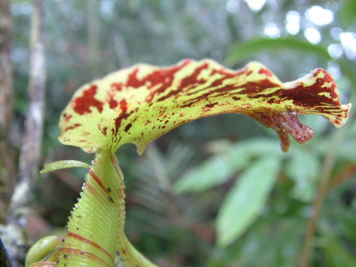 Nepenthes naga