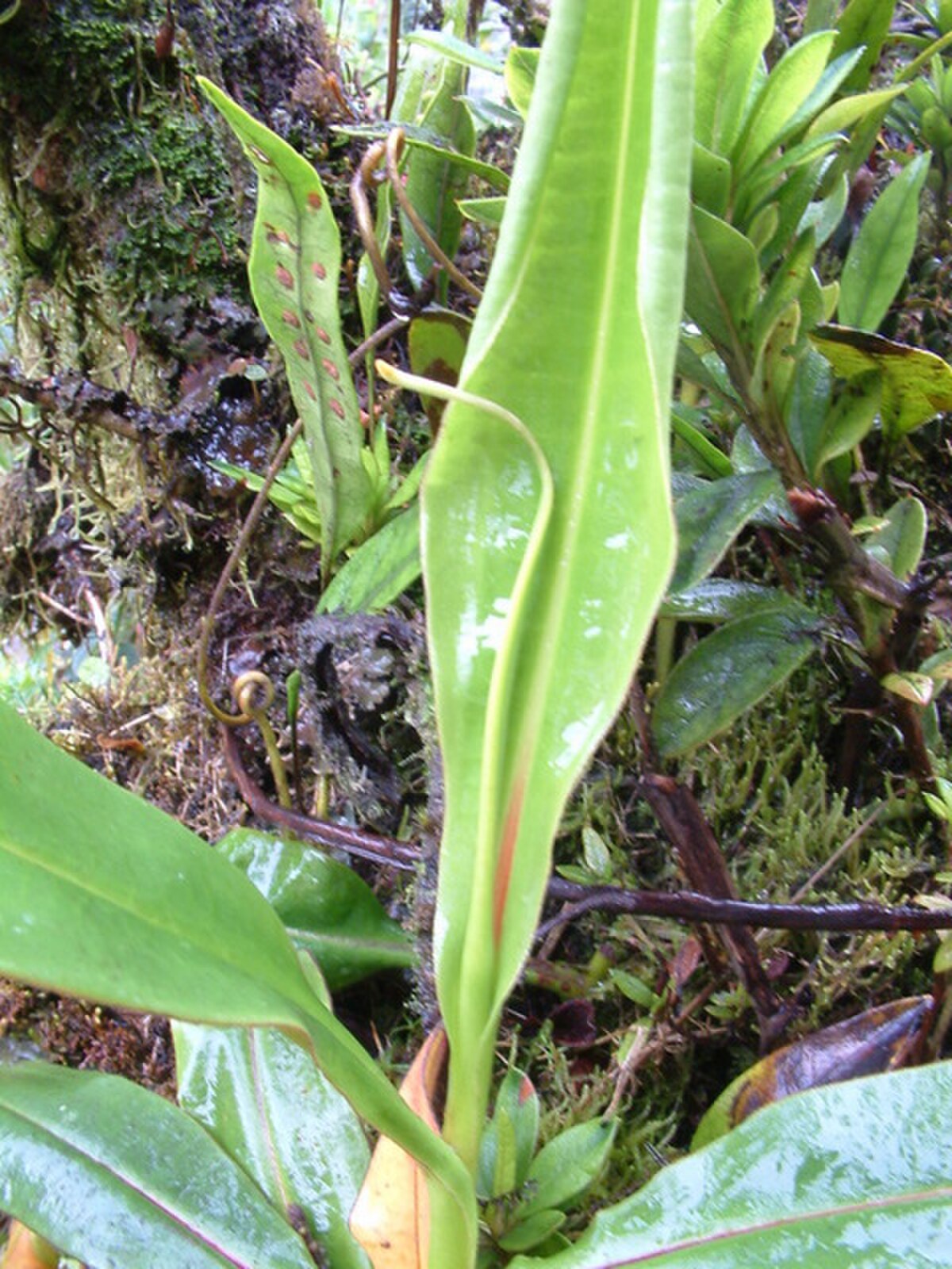 Nepenthes papuana
