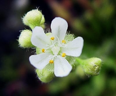 Drosera dilatatopetiolaris