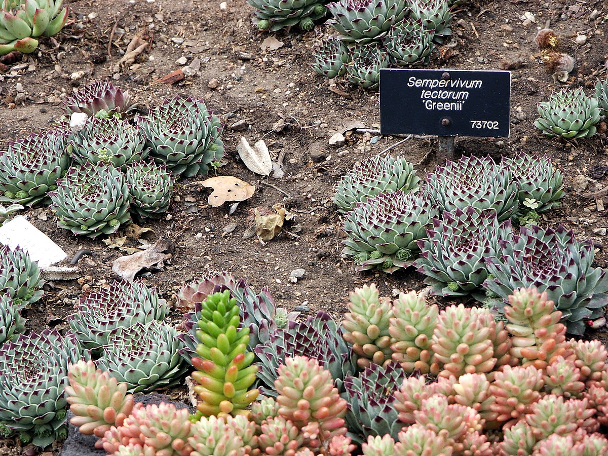 Sempervivum tectorum