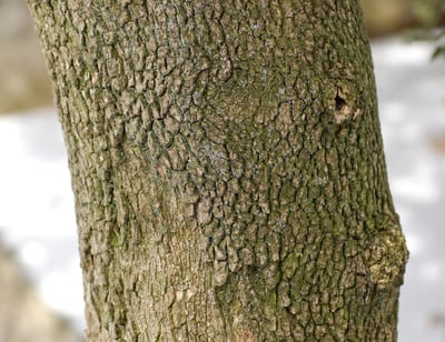 Buxus
