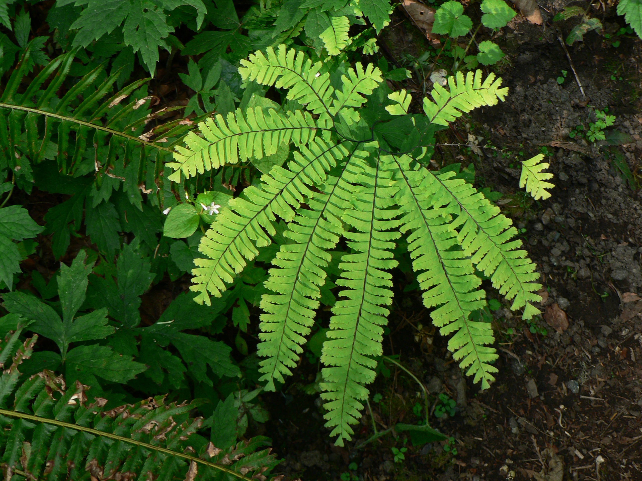Adiantum fragrans