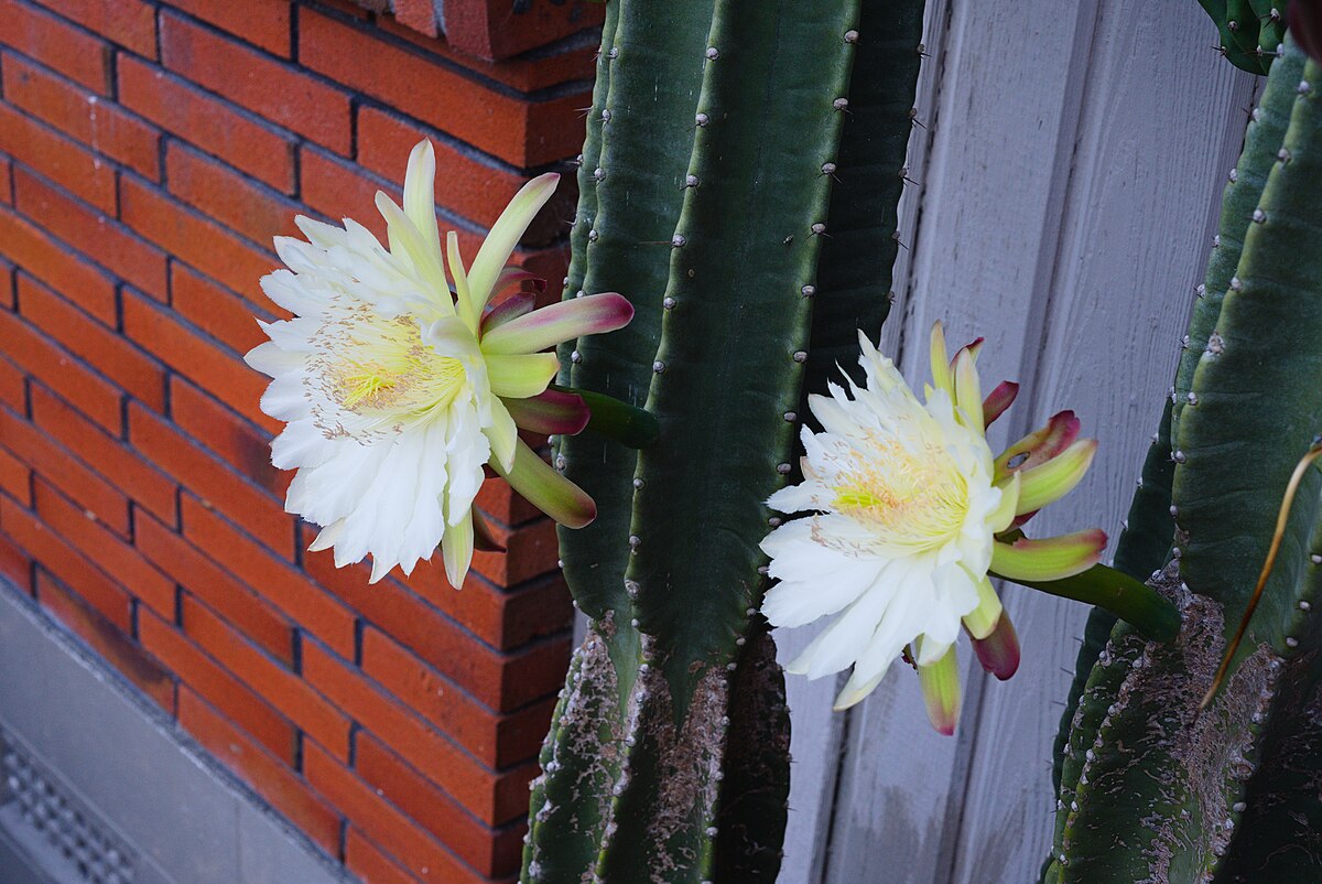 Cereus repandus