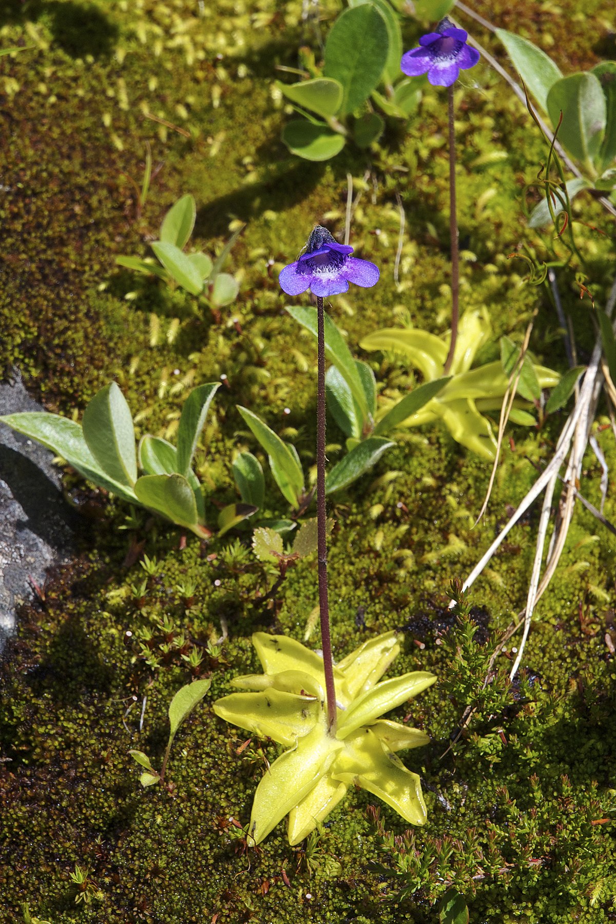 Pinguicula vulgaris