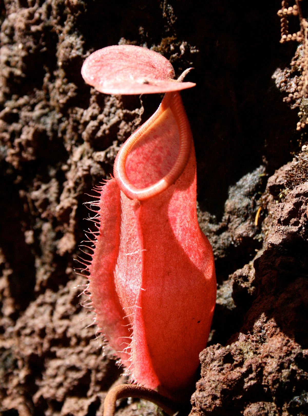 Nepenthes lamii