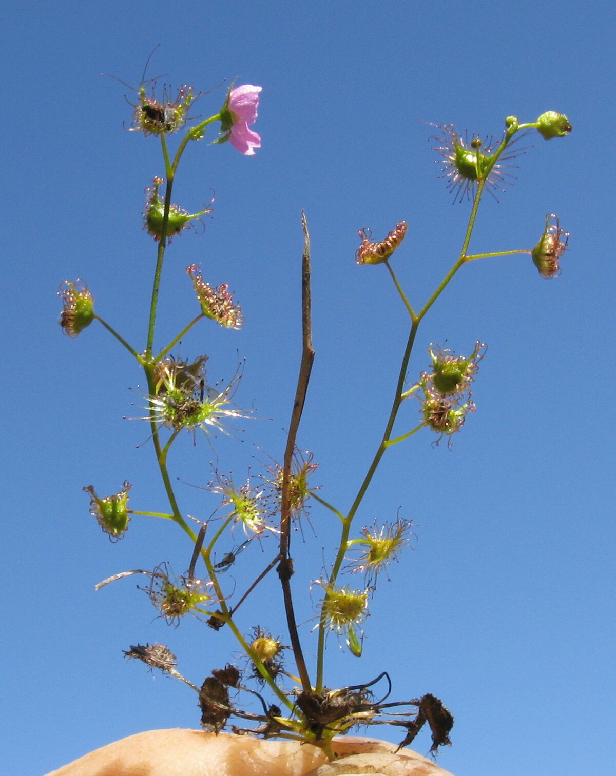Drosera gracilis