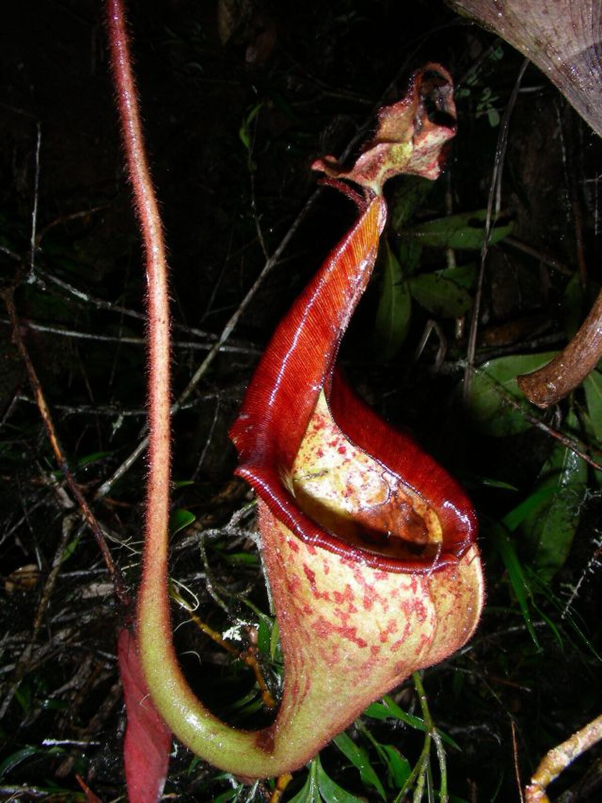 Nepenthes Eymae