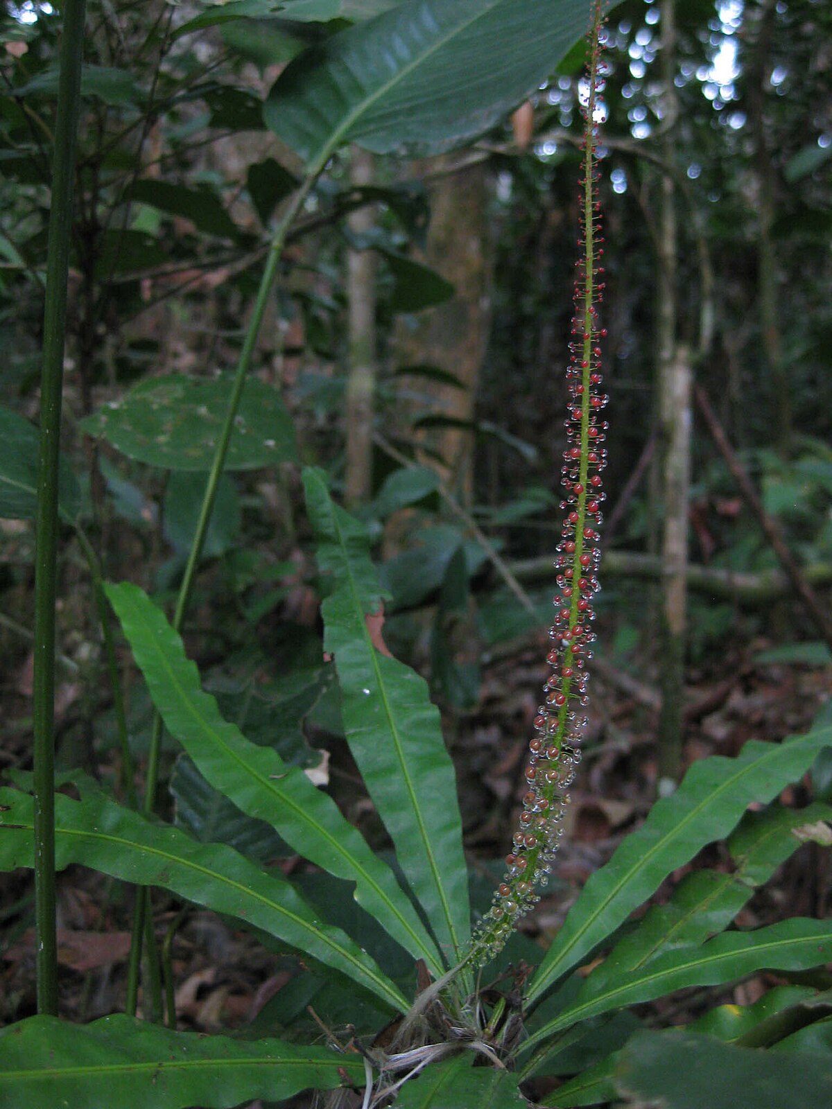Triphyophyllum peltatum