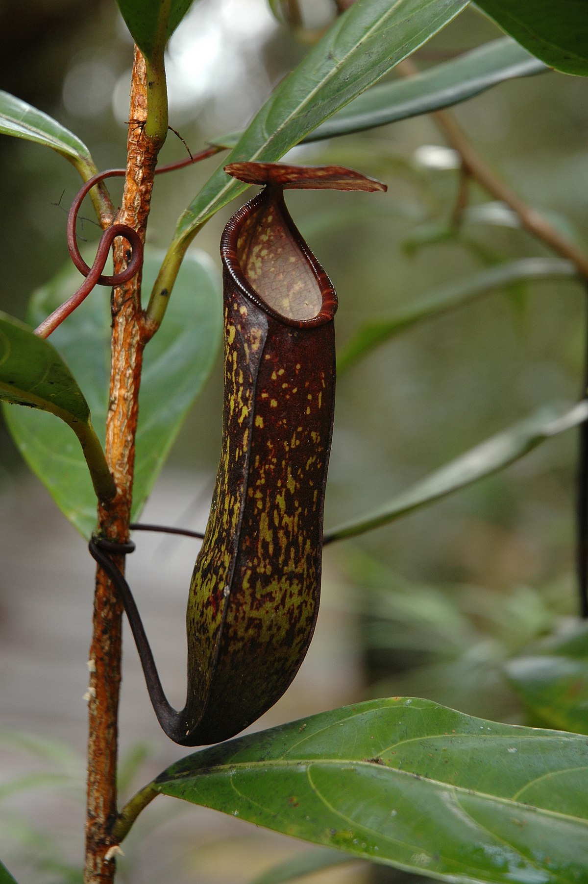 Nepenthes muluensis