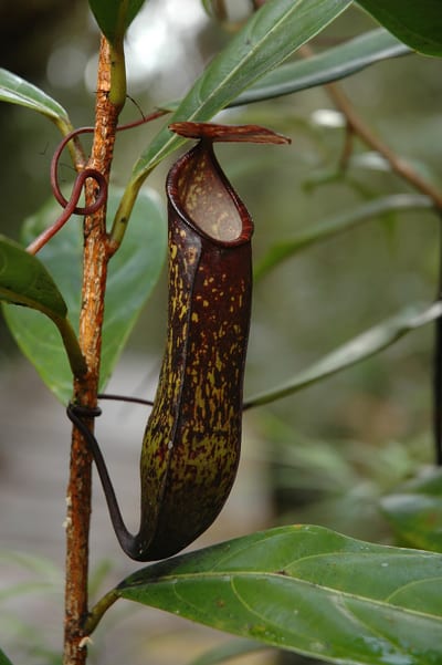 Nepenthes muluensis