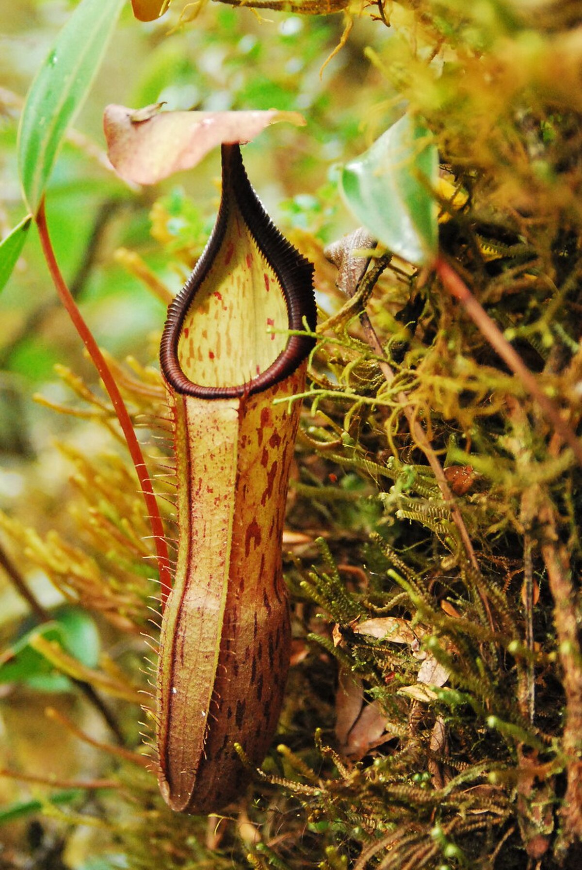 Nepenthes mikei
