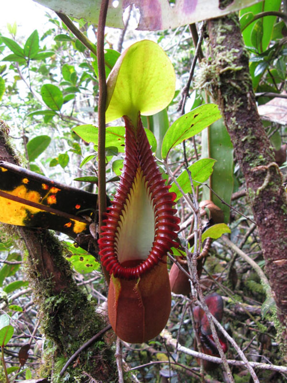 Nepenthes Macrophylla