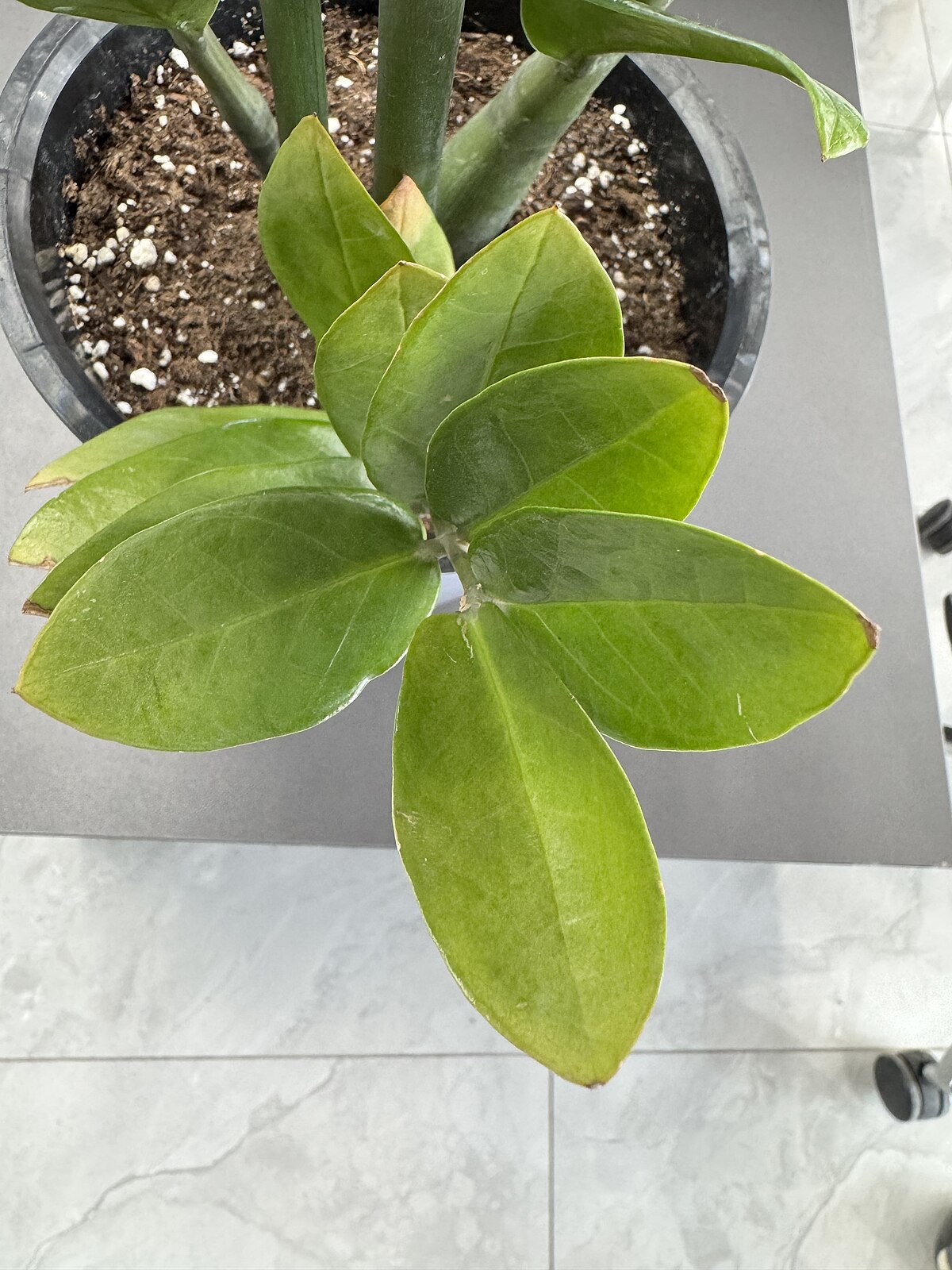 Zamioculcas zamiifolia