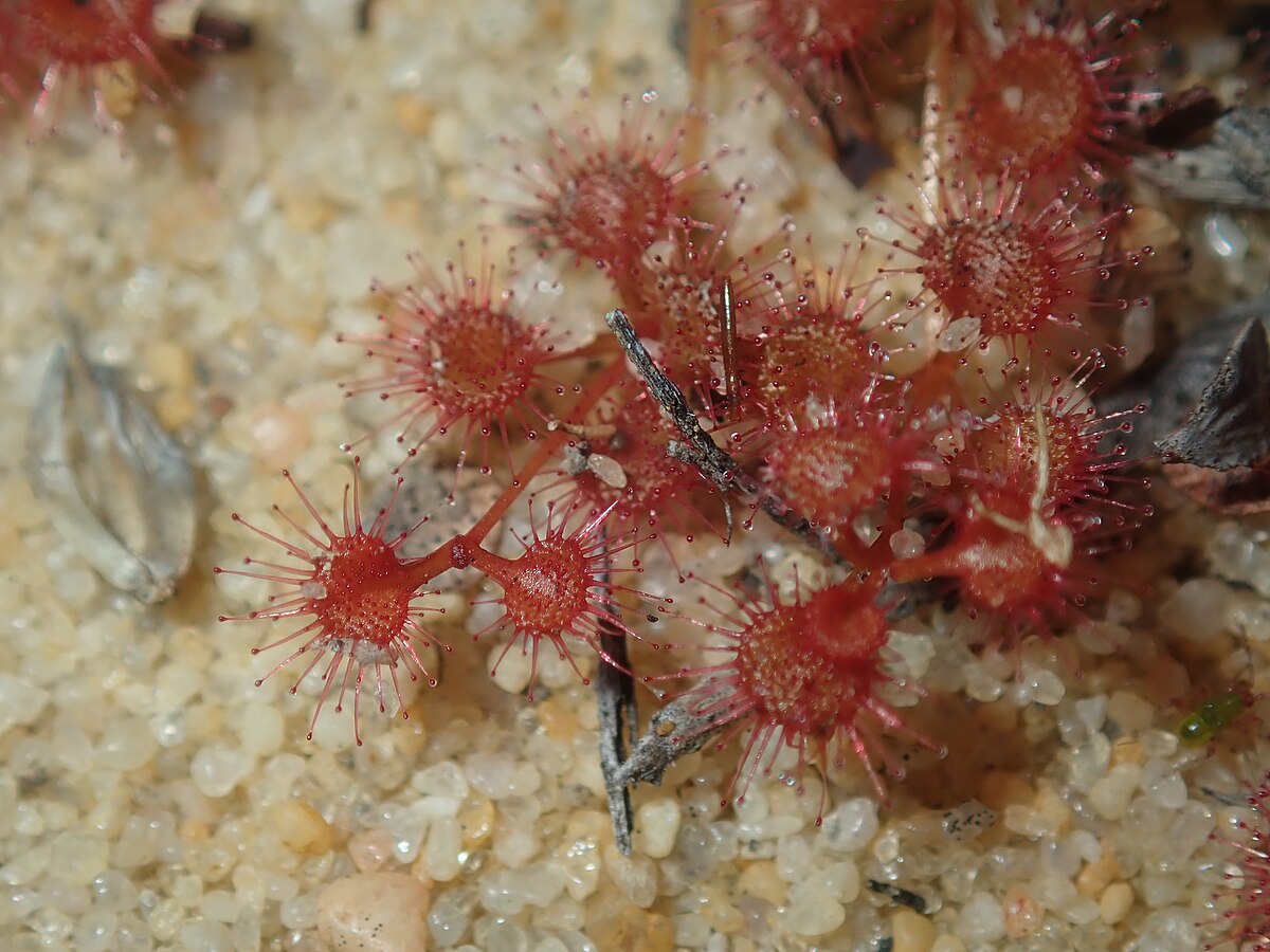 Drosera prostrata