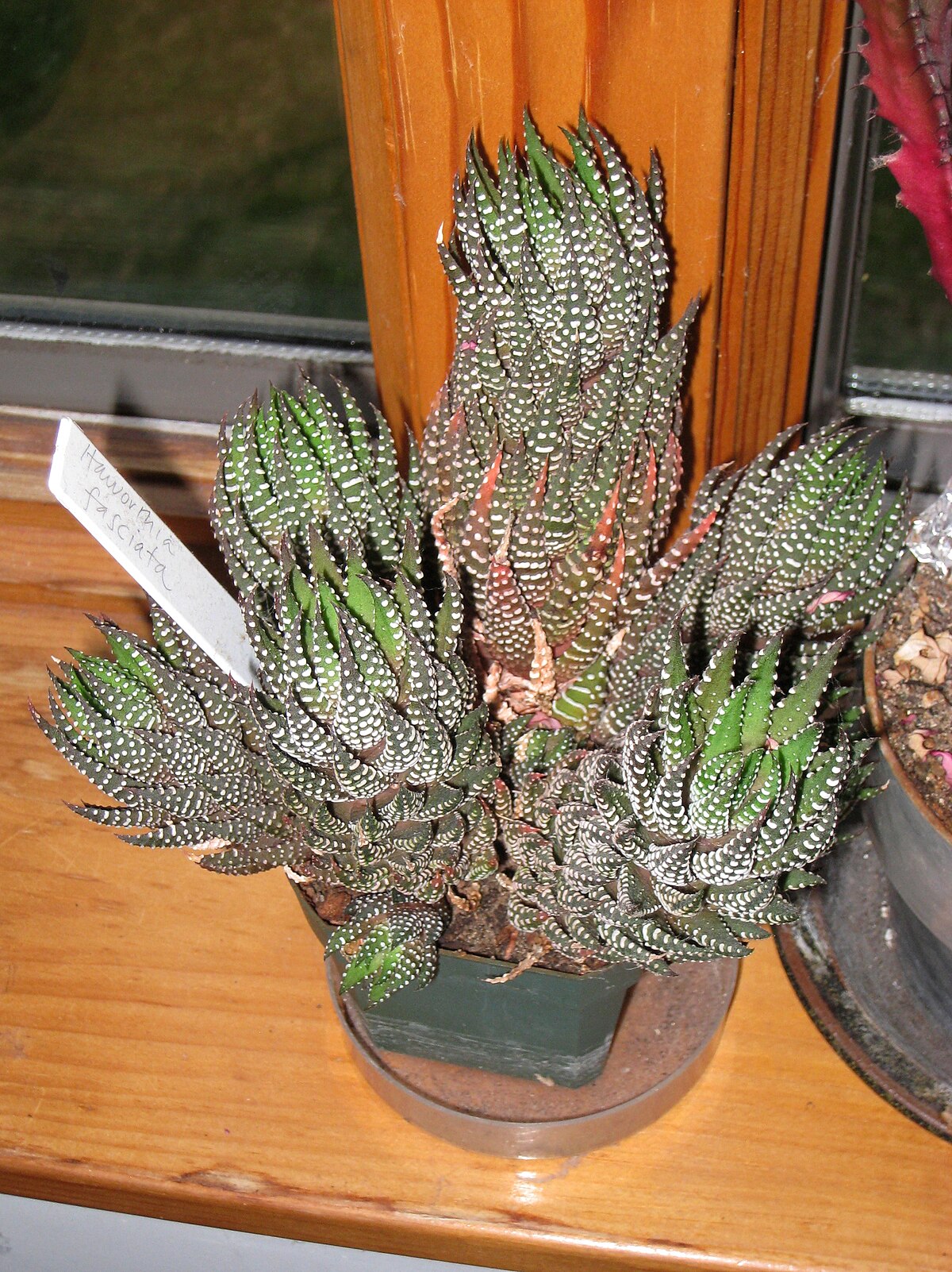 Haworthia fasciata