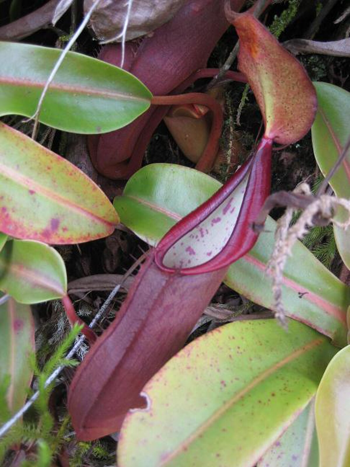 Nepenthes sanguinea