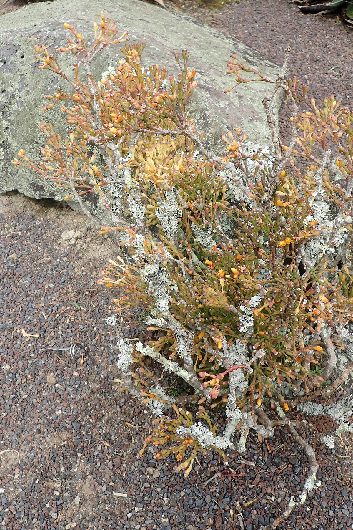 Hatiora salicornioides