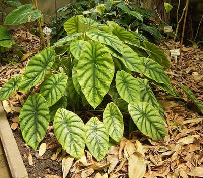 Alocasia nobilis