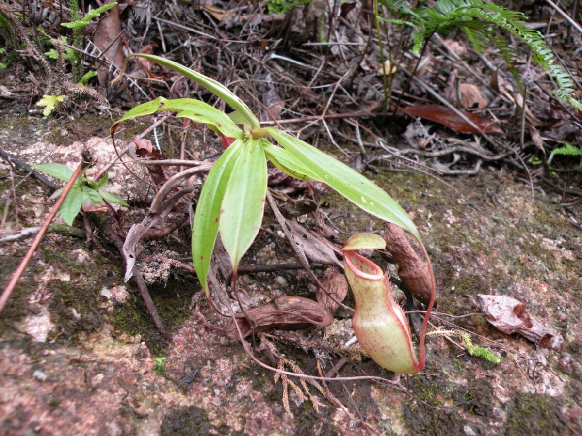 Nepenthes benstonei