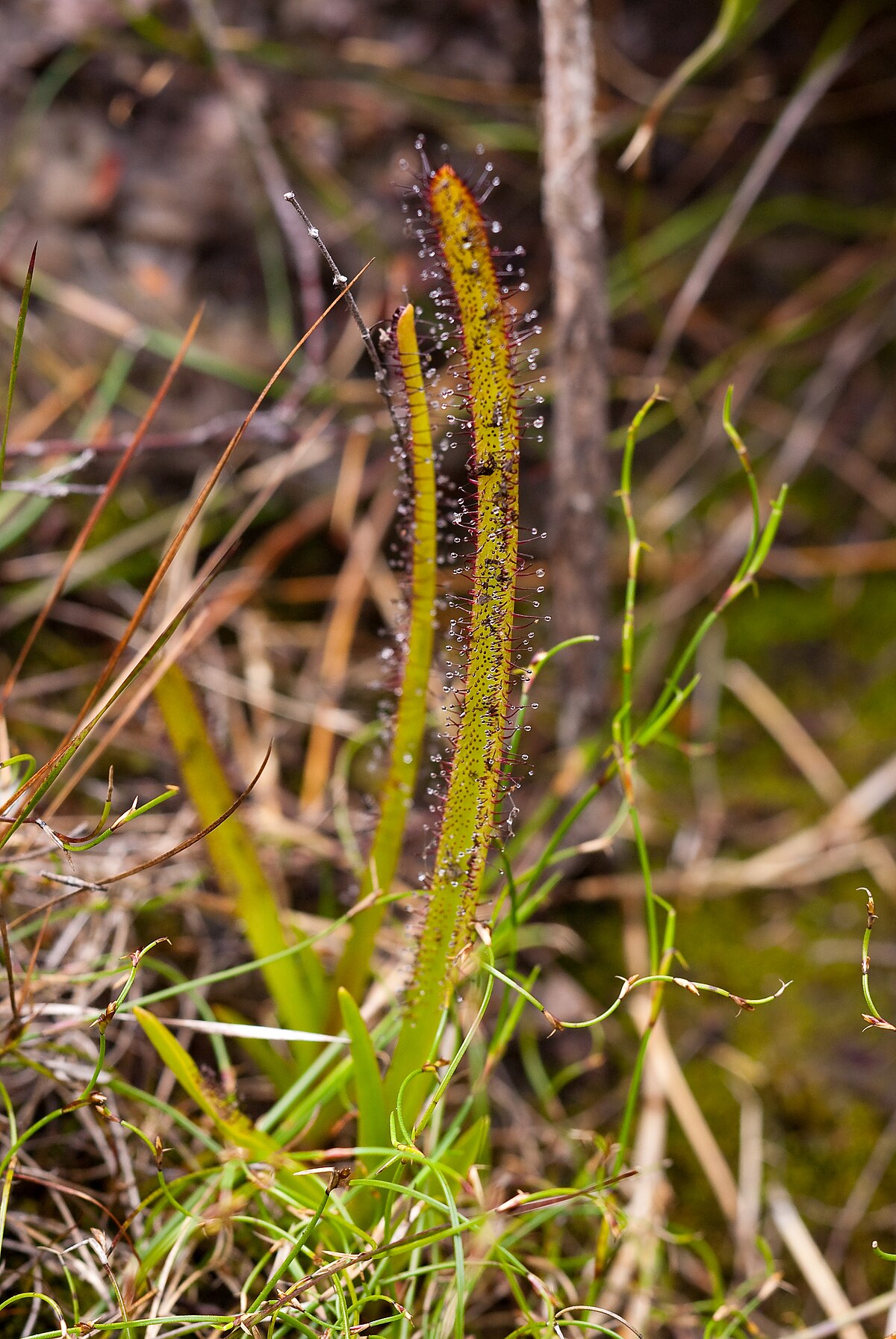 Drosera murfetii