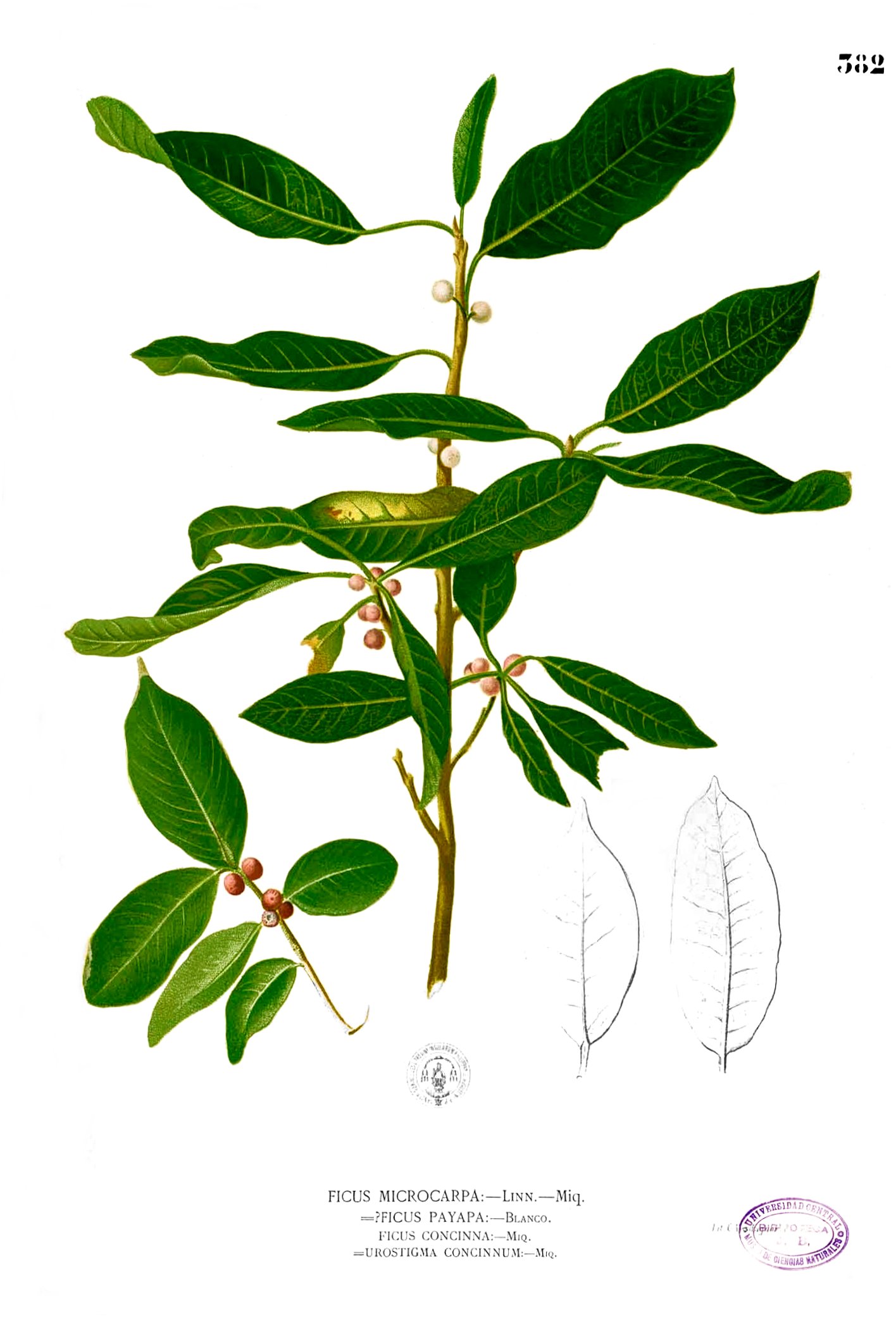 Ficus microcarpa