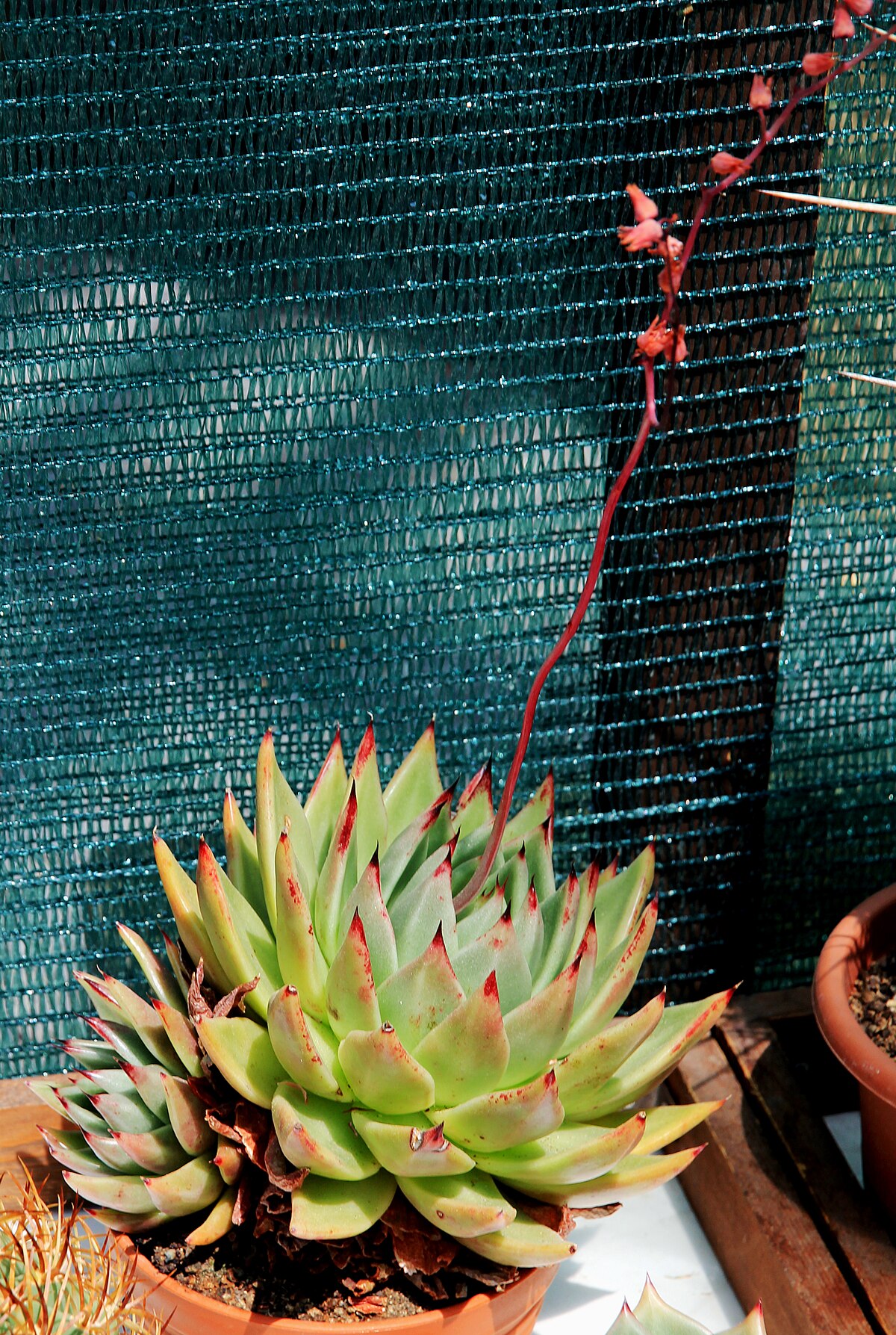 Echeveria agavoides