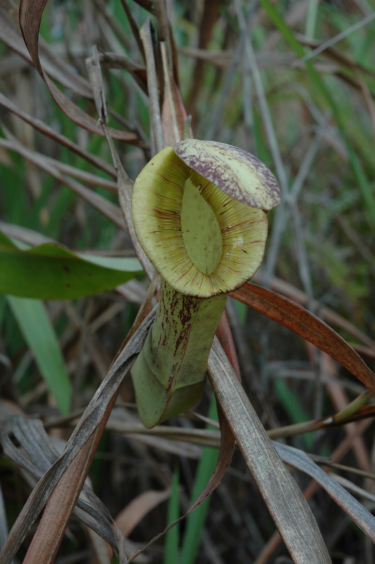 An upper pitcher of N. mirabilis var. echinostoma