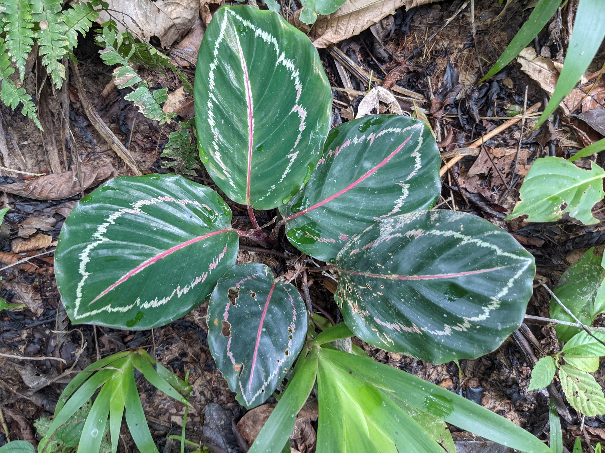 Calathea roseopicta