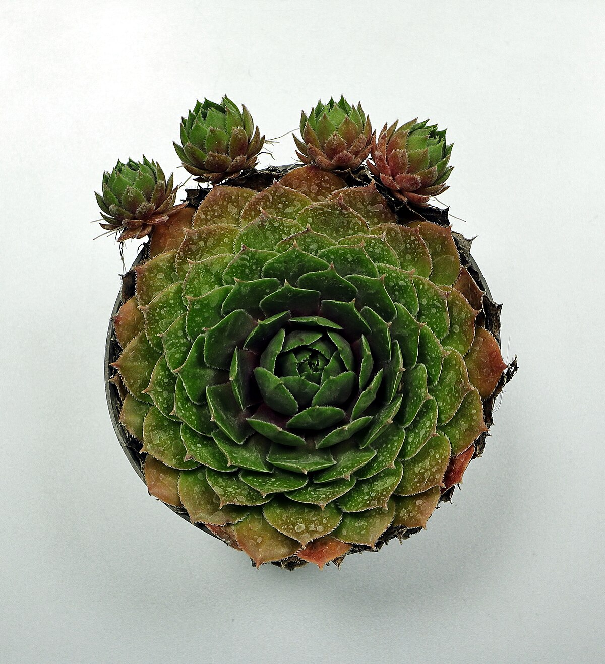 Sempervivum tectorum