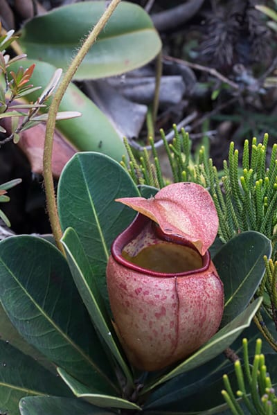 Nepenthes erucoides