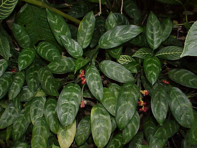 Aglaonema karat