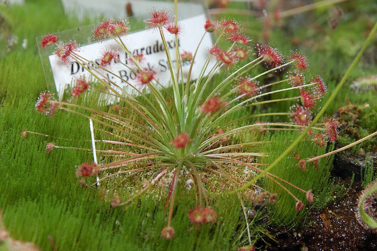 Drosera paradoxa